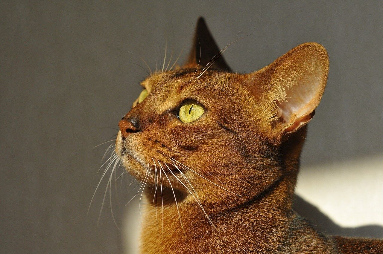 Abyssinian — Abyssinian