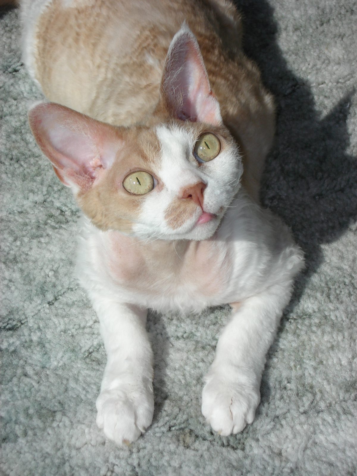 Devon Rex — Devon Rex