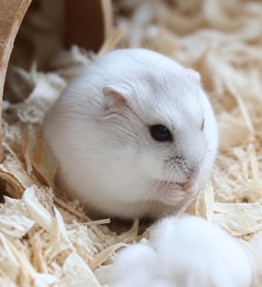 Dwarf Hamster — Winter White Dwarf Hamster