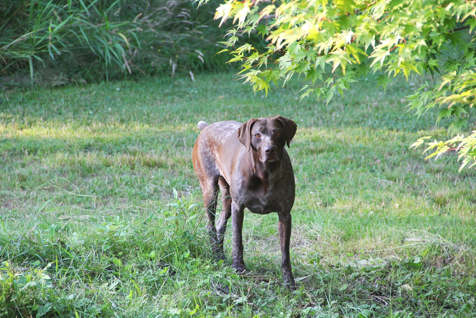 German Shorthaired Pointer — German Shorthaired Pointer