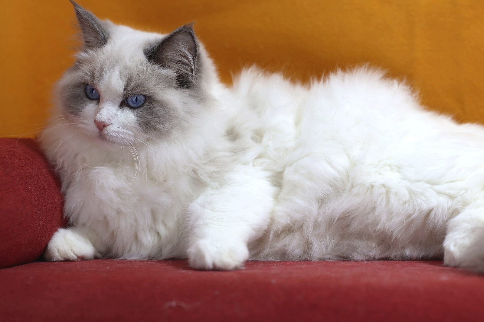 Ragdoll — Ragdoll