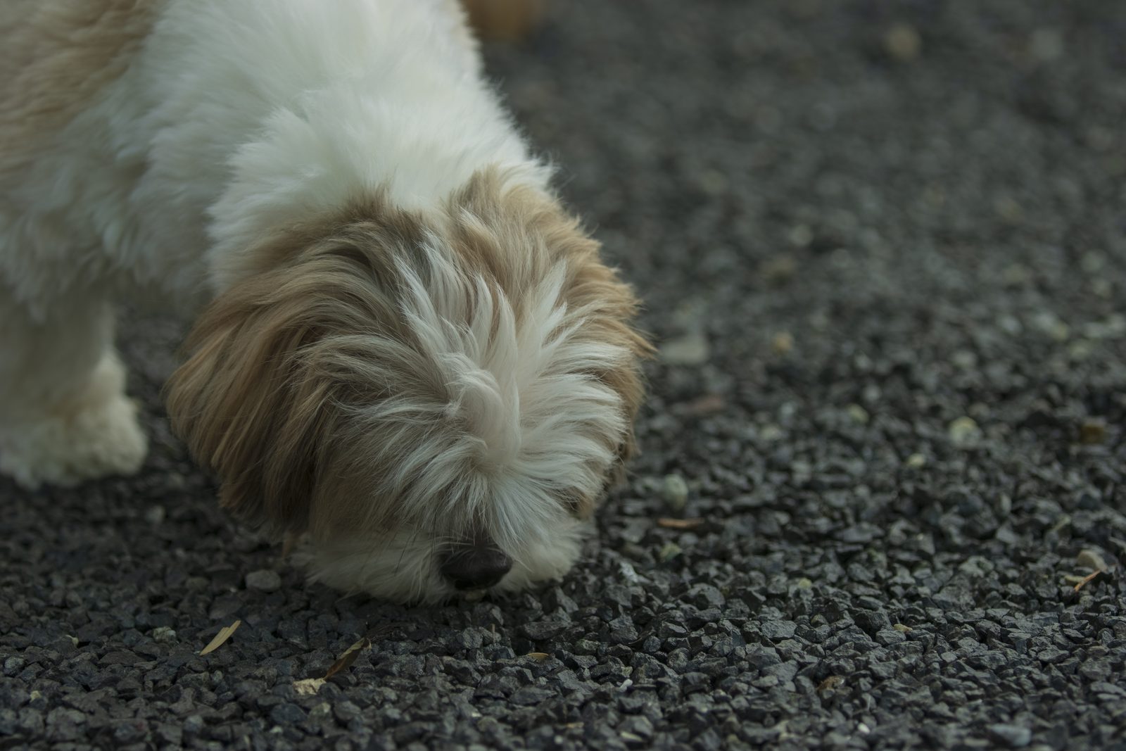 Shih Tzu — Shih Tzu