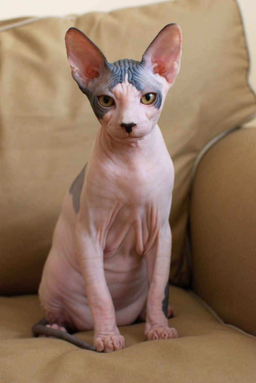 Sphynx — Sphynx