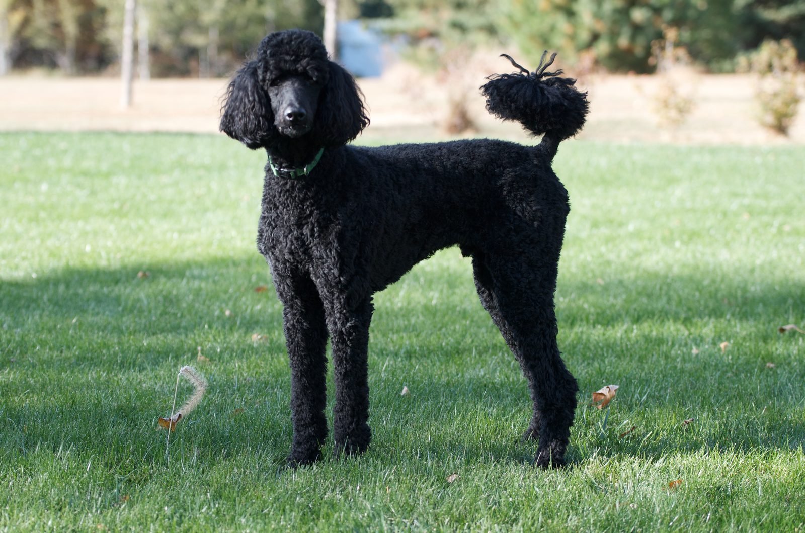 Standard Poodle — Standard Poodle